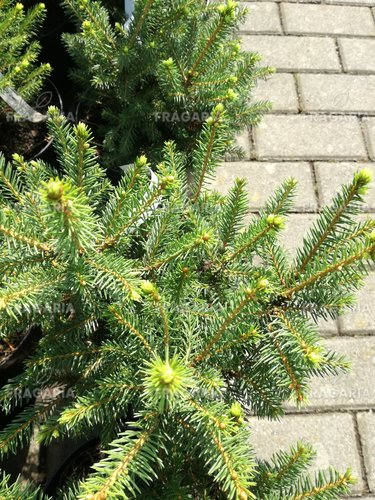 Közönséges lucfenyő Wills´s Zwerg, Picea abies 30 - 40 cm, kont. 3l