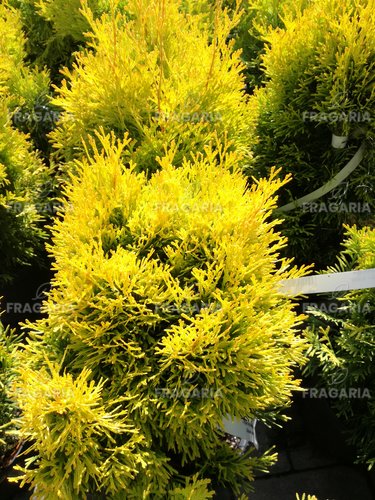 Nyugati tuja Golden Anne, Thuja occidentalis 40 - 50 cm, kont. 3l