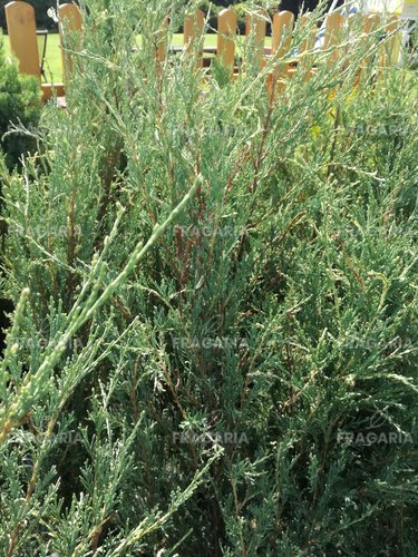 Oregoni Boróka  Silver Star, Juniperus scopulorum, 40 - 60 cm, kont. 3l