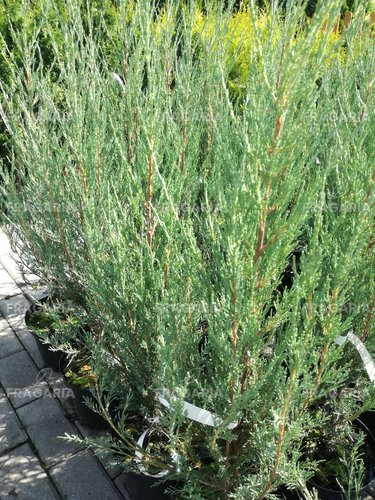 Oregoni boróka  Skyrocket, Juniperus scopulorum, 40 - 60 cm, kont. 3l