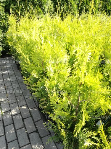 Nyugati tuja Golden Brabant, Thuja occidentalis 60 - 70 cm, kont. 3l