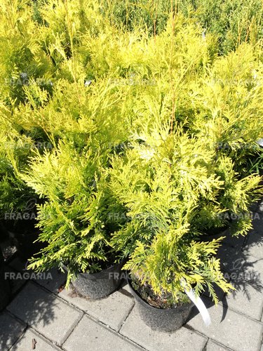 Nyugati tuja Yellow Ribbon, Thuja occidentalis 40 - 60 cm, kont. 3l