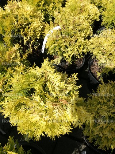 Nyugati tuja Amber Glow, Thuja occidentalis 15 - 25 cm, kont. 3l