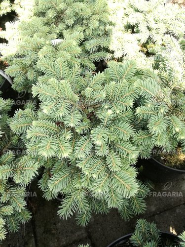 Ezüstfenyő Kuba, Picea pungens, 20 - 30 cm, kont. 3l