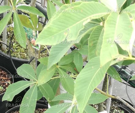 Vörös vadgesztenye Koehnei, Aesculus pavia, 100 - 120 cm, kont. 5l