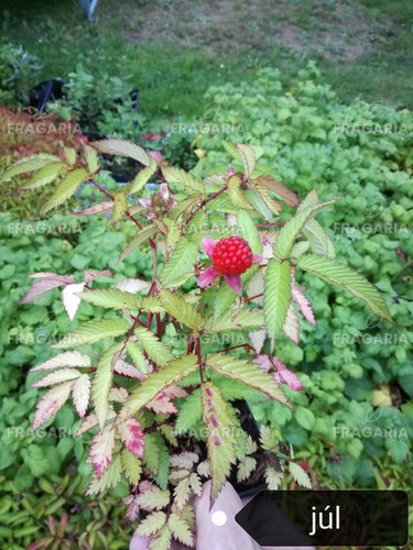 Japán szamócamálna Rubus illecebrosus, kont. 1l, 3 darabok