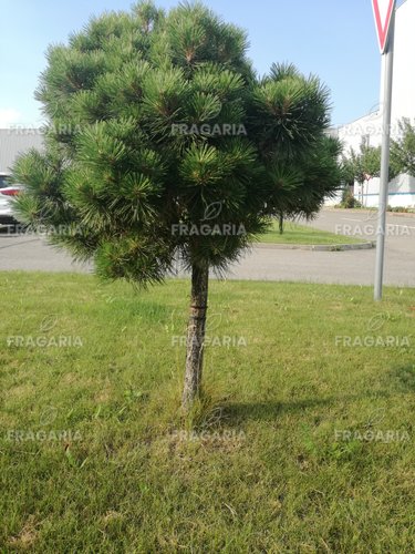 Feketefenyő Globosum, Pinus nigra 60 - 90 cm, kont. 5l