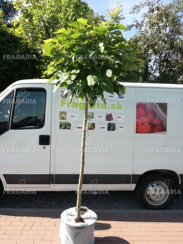 Gömbkoronájú szivarfa Nana, Catalpa bignonioides 160 - 200 cm, kont. 25l