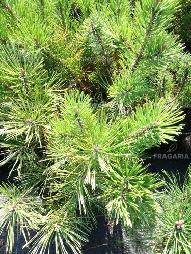 Havasi törpefenyő, Pinus mugo pumilio, 10 - 30 cm, kont. 3l