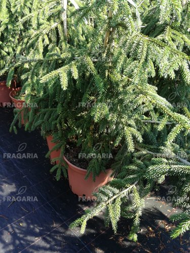 Kaukázusi luc Aurea, Picea orientalis 60 - 70 cm, kont. 8l