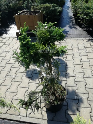 Tarka törpe japán ciprus Cristata, Cryptomeria japonica, 80 – 90 cm, kont. 5l