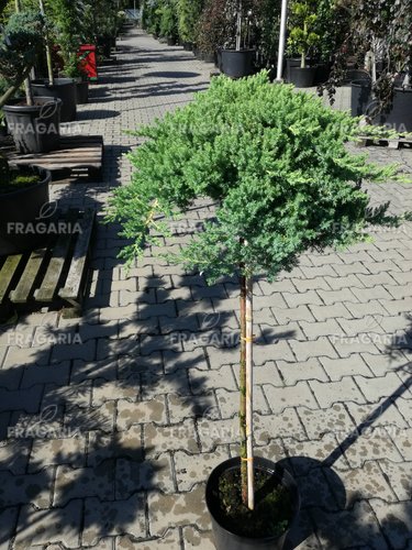 Kúszó boróka Nana, Juniperus procumbens 60 cm,  Törzsre, kont. 5l