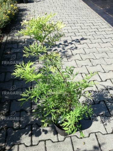 Bugás csörgőfa, Koelreuteria paniculata, 30 – 45 cm, kont. 1l