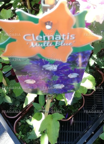 Iszalag Multi Blue, Clematis, kont. 3l