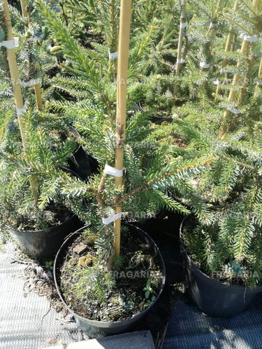 Szerb lucfenyő Pendula Bruns, Picea omorika 30 - 40 cm, kont. 3l