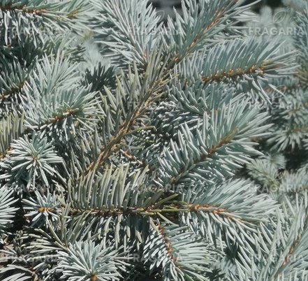 Ezüstfenyő Glauca Globosa, Picea pungens 60 - 70 cm, kont. 10l