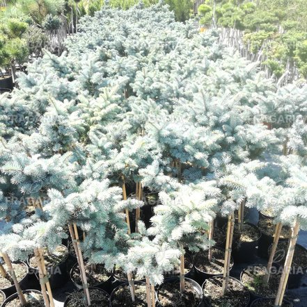 Ezüstfenyő  Glauca Globosa, Picea pungens 30 - 35 cm, kont. 3l