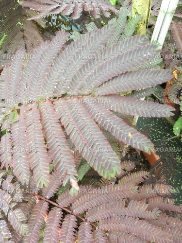 Selyemakác Summer Chocolate,  Albizia julibrissin, 170 - 190 cm, kont. 20l