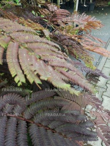 Selyemakác Summer Chocolate,  Albizia julibrissin, 170 - 190 cm, kont. 20l