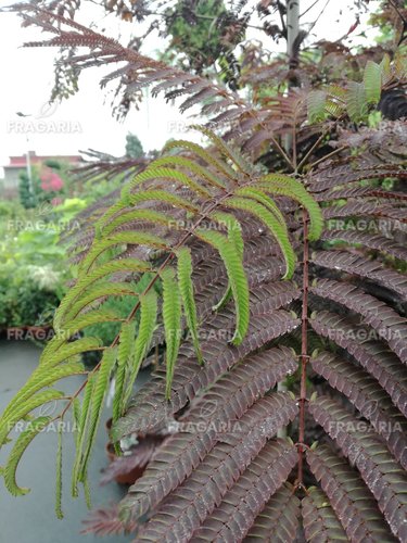 Selyemakác Summer Chocolate,  Albizia julibrissin, 170 - 190 cm, kont. 20l