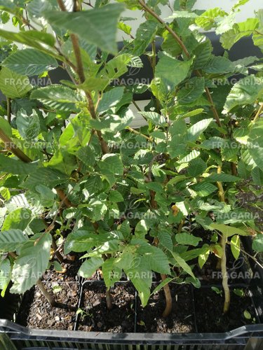 Közönséges gyertyán, Carpinus betulus 60 - 70 cm, kont. 2l