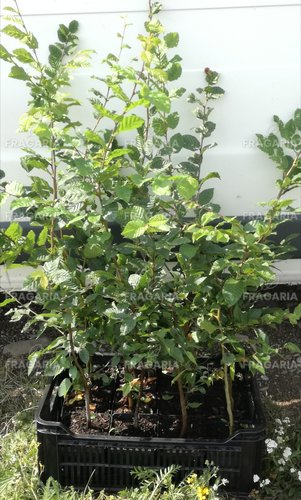 Közönséges gyertyán, Carpinus betulus 60 - 70 cm, kont. 2l