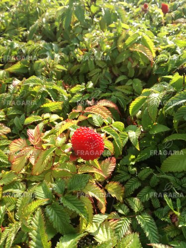 Japán szamócamálna Rubus illecebrosus, kont. 1l
