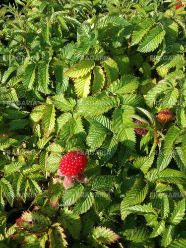Japán szamócamálna Rubus illecebrosus, kont. 1l