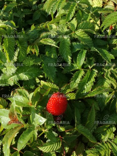 Japán szamócamálna Rubus illecebrosus, kont. 1l