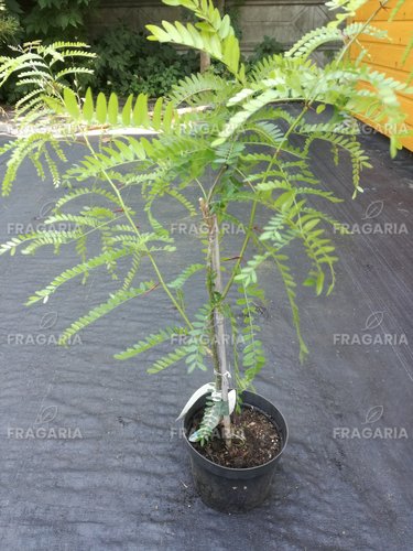 Tövises lepényfa Sunburst, Gleditsia triacanthos, 30 – 70 cm, kont. 3l