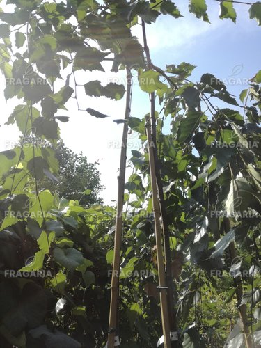 Himalájai nyír Long Trunk, Betula utilis 130 - 180 cm, kont. 5I