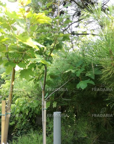 Hegyi juhar Worley ,Acer pseudoplatanus, 170 - 190 cm, kont. 5l