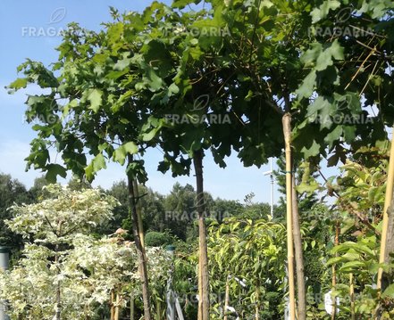 Mezei juhar Nanum, Acer campestre, 170 – 190 cm, kont. 5l