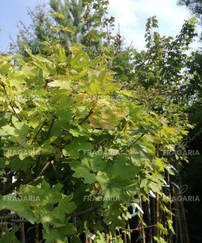 Mezei juhar Red Shine, Acer campestre, 120 – 180 cm, kont. 5l