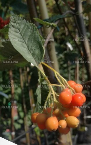 Madárberkenye Pendula, Sorbus aucuparia, 150 – 170 cm, kont. 5l