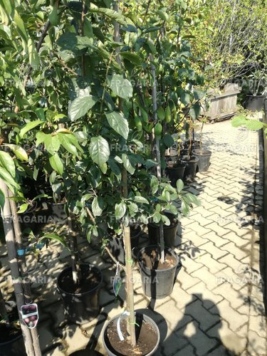 Nemes szilva  Dabrowicka, Prunus domestica, 150 – 170 cm, kont. 5l