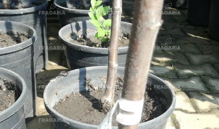 Babarózsa, Prunus triloba, 80 cm, kont. 10 l.