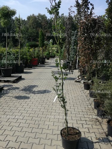 Közönséges bükk Pendula, Fagus sylvatica, 160 - 180 cm, kont. 10l