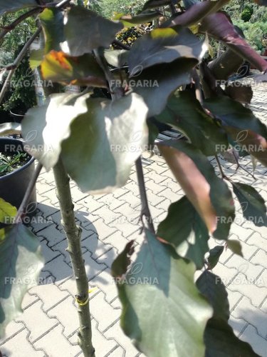 Közönséges bükk Purpurea Pendula,Fagus sylvatica 120 cm, kont. 20l