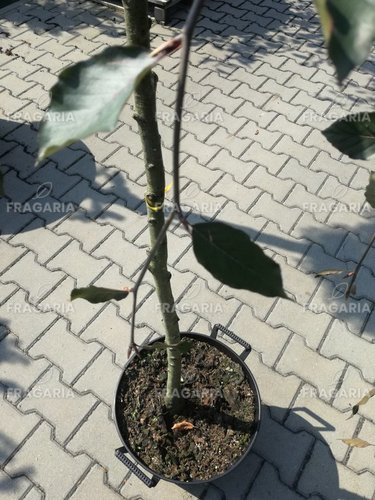 Közönséges bükk Purpurea Pendula,Fagus sylvatica 120 cm, kont. 20l