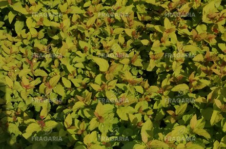 Japán Gyöngyvessző Golden Princess, Spiraea japonica, kont. 2l. 20 cm