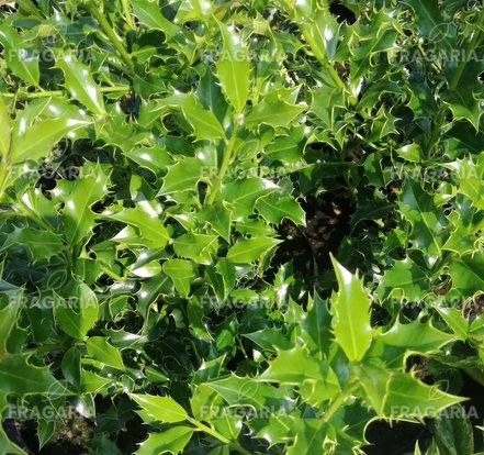 Közönséges Magyal Alaska, Ilex aquifolium, 20 cm, kont. 3l