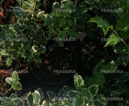 Kékeslevelű Magyal Argentea Marginata, Ilex meserveae , 20 cm, kontajner 3l