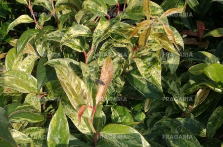 A fürtöshanga  Rainbow, Leucothoe fontanesiana, 20 cm, kont. 2 l