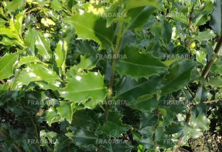 Kékeslevelű Magyal Blue Prince, Ilex meserveae , 20 cm, kontajner 3l