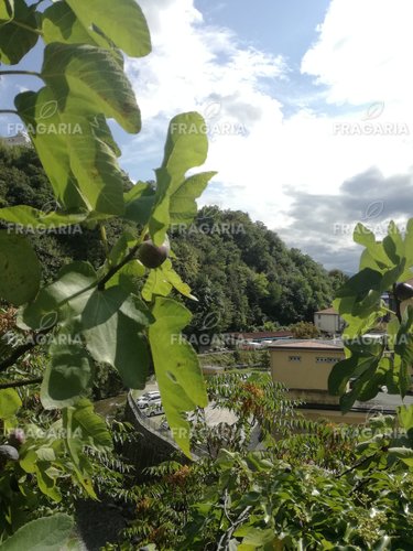 Közönséges füge Brown Turkey, Ficus Carica, 130 – 180 cm, kont. 5l