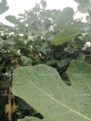 Közönséges füge Brown Turkey, Ficus Carica, 130 – 180 cm, kont. 5l
