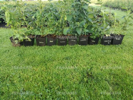 Kékáfonya Bluejay, Vaccinium corymbosum kont. 1l