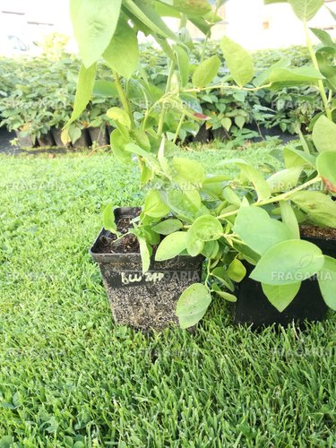 Kékáfonya Bluejay, Vaccinium corymbosum kont. 1l