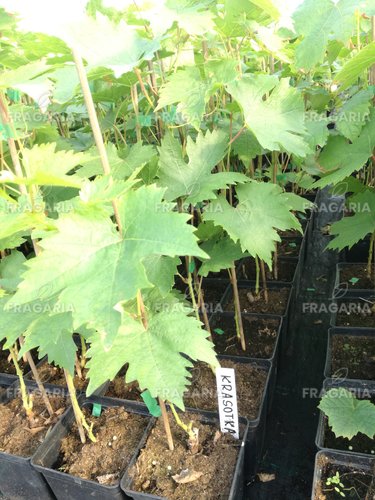 Bortermő szőlő Krasotka, Vitis vinifera, kont. 1 l